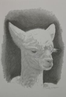 Greeting Card (Blank) - Cria